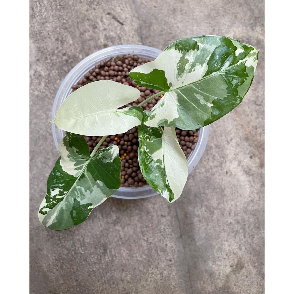 Alocasia Macrorrhizos ‘Variegated’: Thick Tropical Foliage with Striking White Patterns* Size S