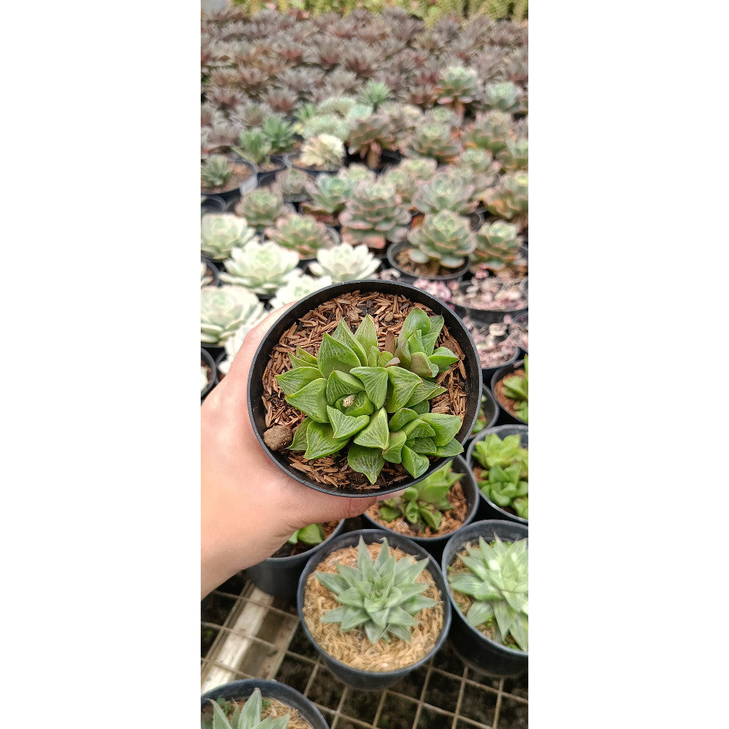 Haworthia Retusa – Charming Succulent for Your Home