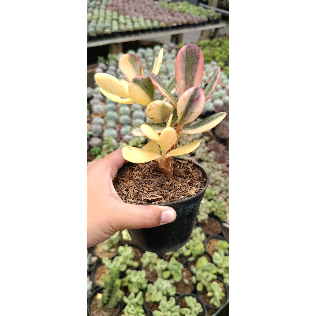 Crassula Ovata Variegated – Charming Succulent for Your Home