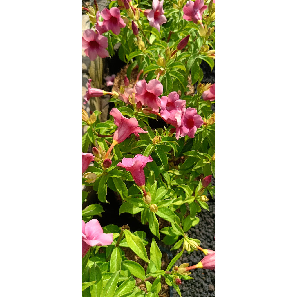 Allamanda Mini Purple – Beautiful & Easy-Care Flowering Plant