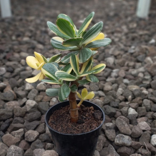 Variegated Jade Plant (Crassula Ovata)