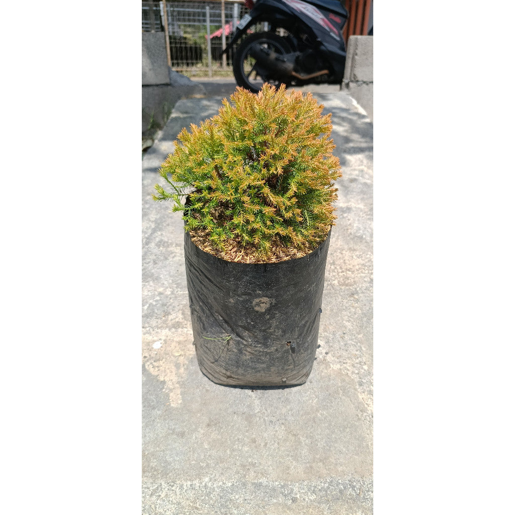 Cemara Rain Gold (Cupressus macrocarpa 'Goldcrest') – Elegant and Versatile Ornamental Plant