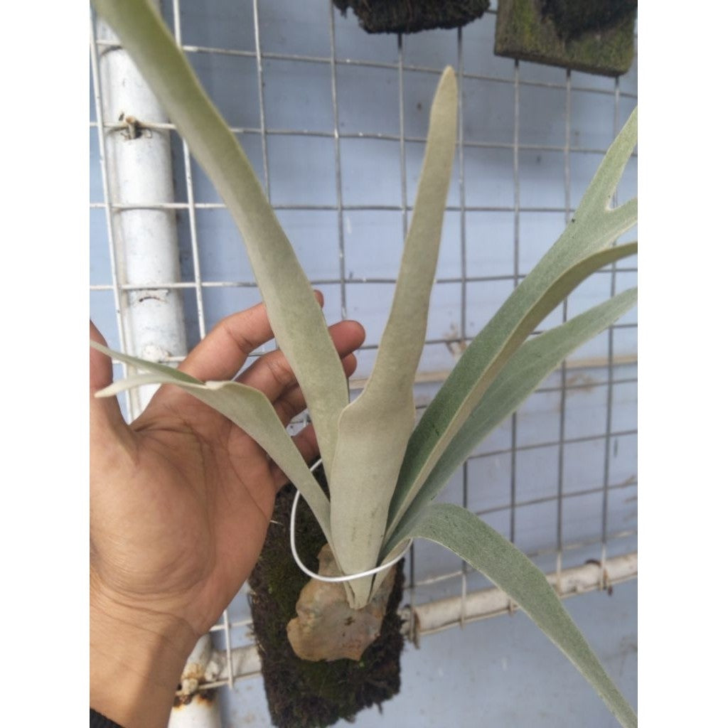 Platycerium Veitchii – Silver Staghorn Fern | Hardy Tropical Wall Plant