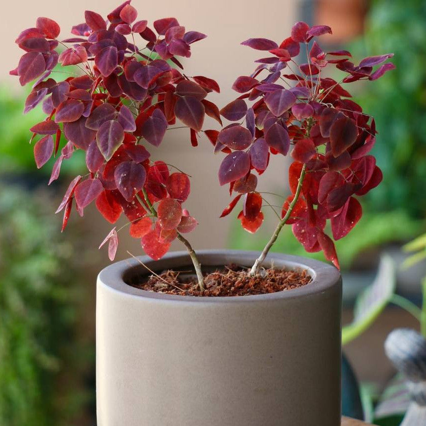 Mini Oxalis hedysaroides, Fire Fern