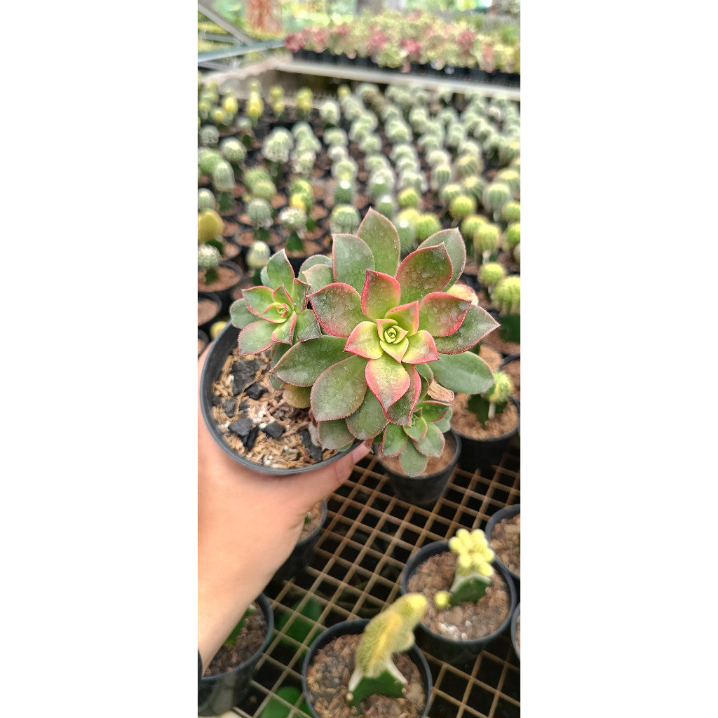 Haworthia Aeonium – Elegant Succulent for Your Space