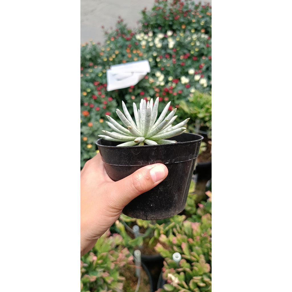 EC. Skaposus – Hardy and Attractive Succulent for Indoor Décor