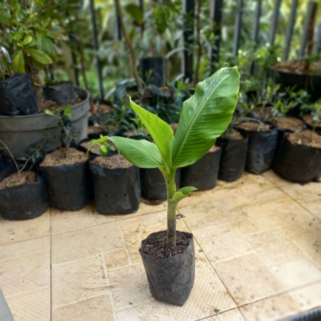 Cavendish Banana Plant | Musa acuminata ‘Cavendish’ | Delicious Fruit, Fast-Growing, Perfect for Tropical Gardening