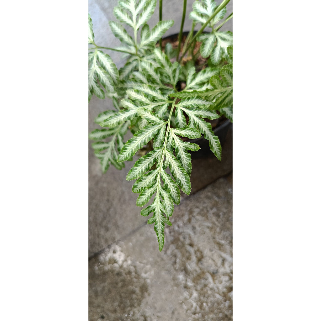 Pteris Victoriae Variegated Fern – Elegant Indoor Foliage Plant