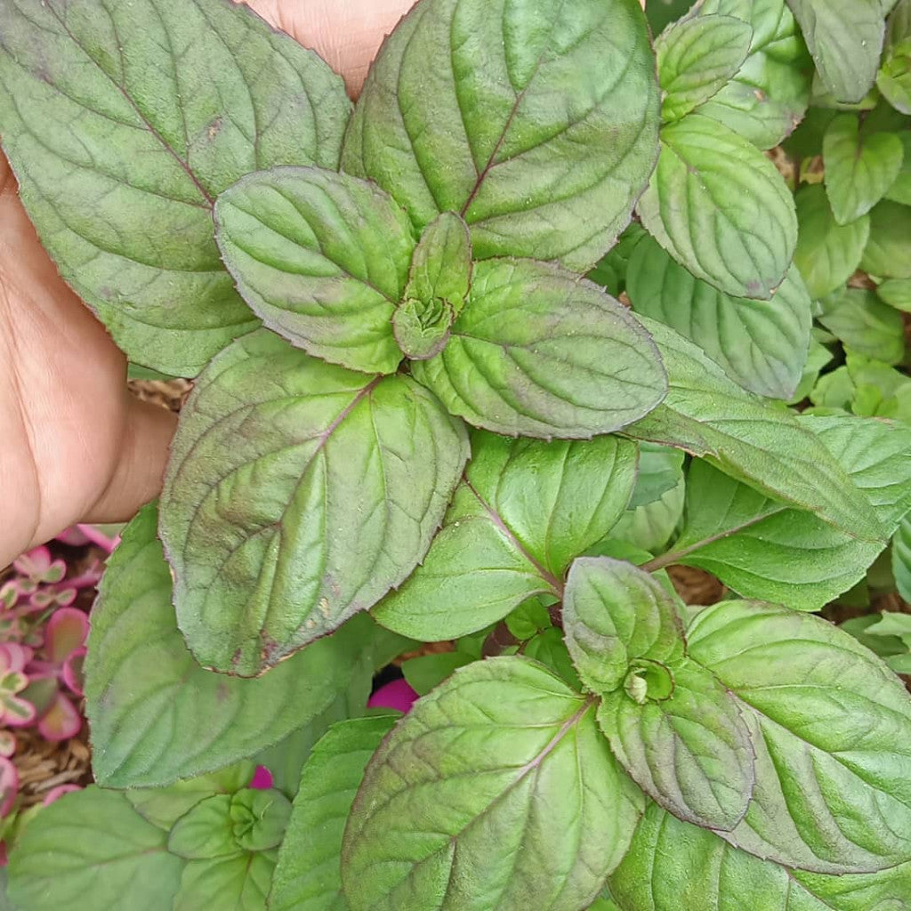 Mentha × piperita f. citrata 'Eau de Cologne'