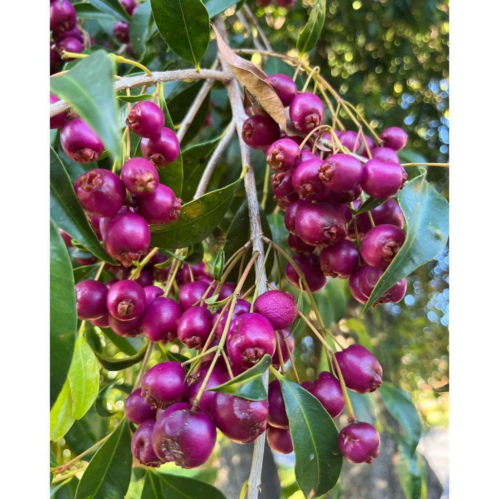 Syzygium Smithii, Dwarf Lilly Pilly