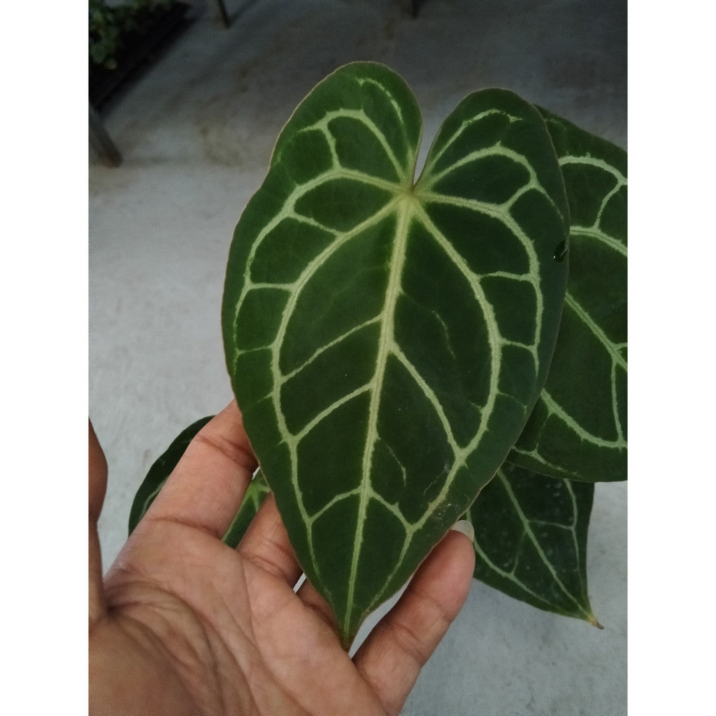 Mini Anthurium Crystallinum – Stunning Foliage Houseplant for Tropical Charm