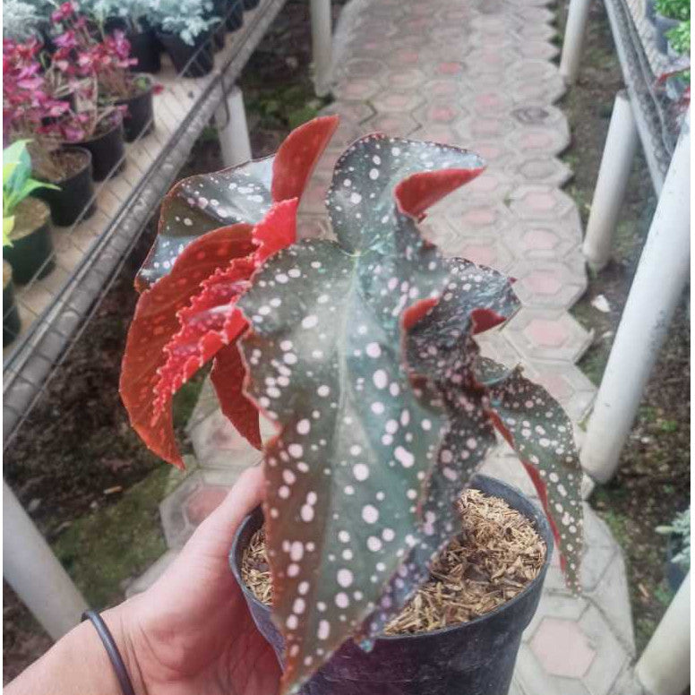 Begonia Maculata Mocca, Add the exquisite Begonia Maculata 'Mocca' to your indoor jungle today