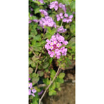 Lantana Plant - Lush and Colorful Blooms | Lantana camara