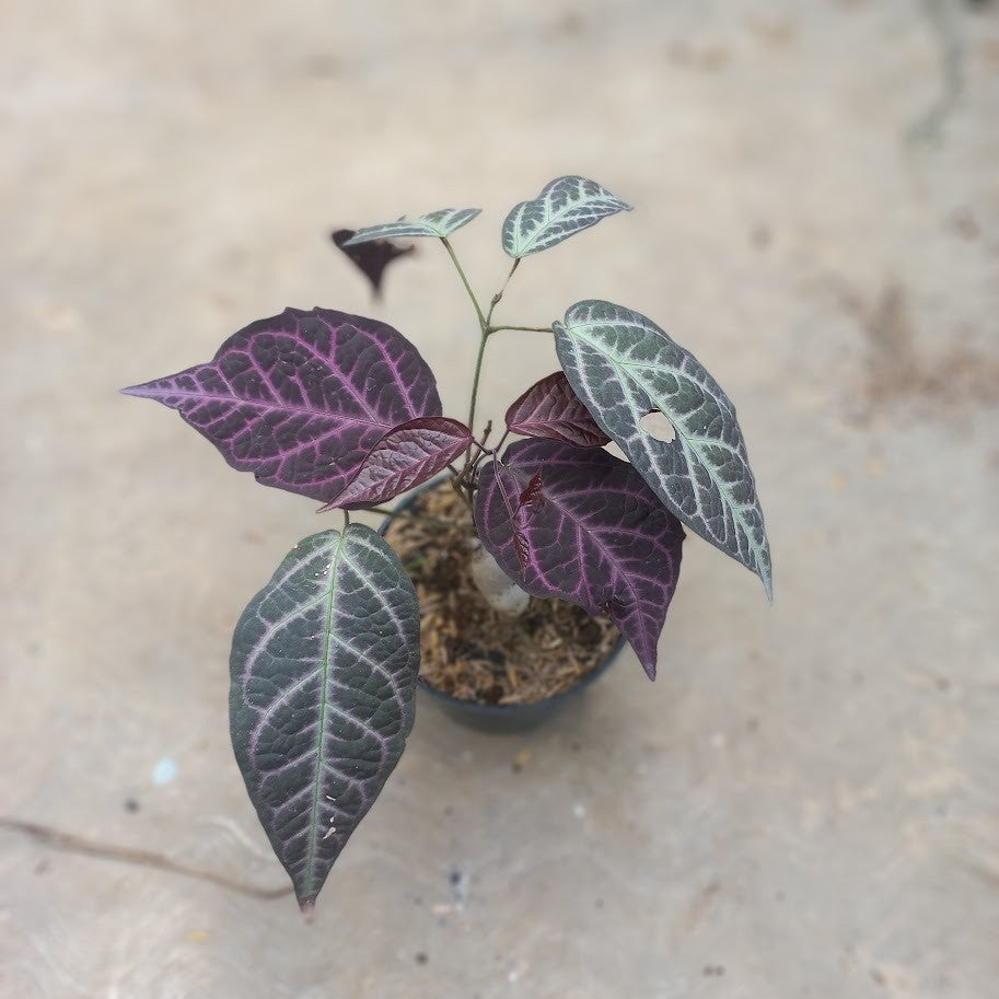 Bignonia Argyro Violacea: A Stunning Purple-Green Leafed Vine for Tropical Gardens and Landscapes