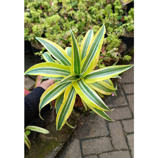 Dracaena Compacta Variegata – Easy Indoor Air Purifying Plant