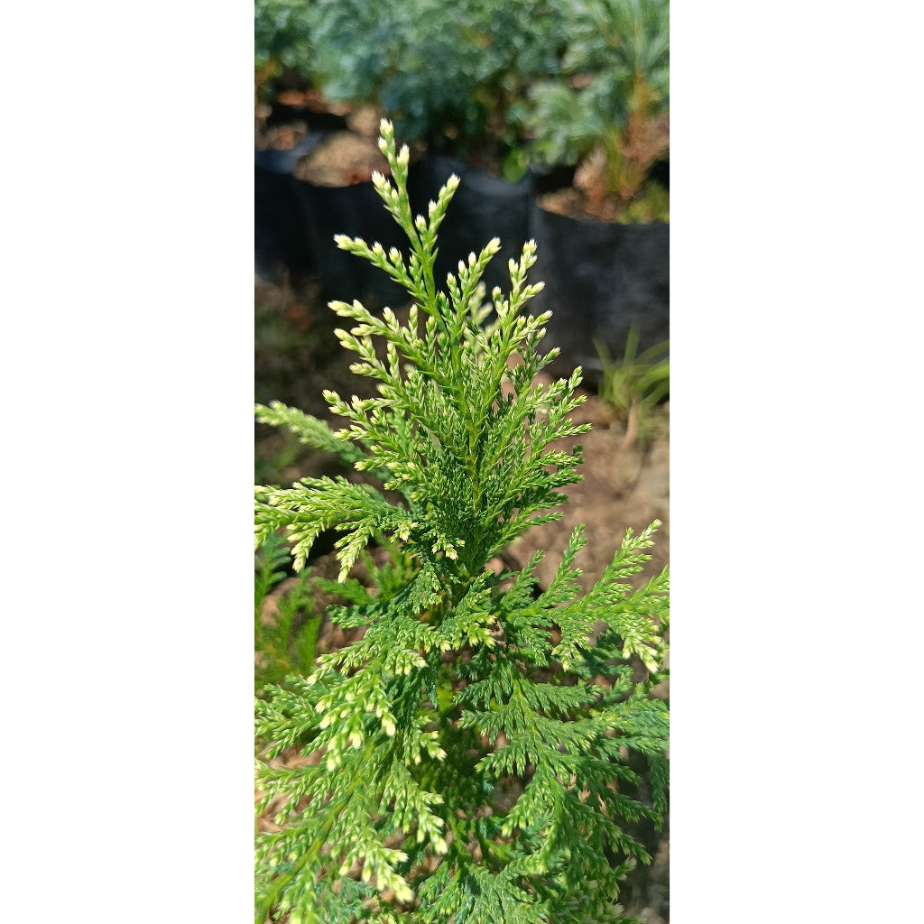 Lawson Cypress (Chamaecyparis lawsoniana) - Elegant Evergreen for Your Garden