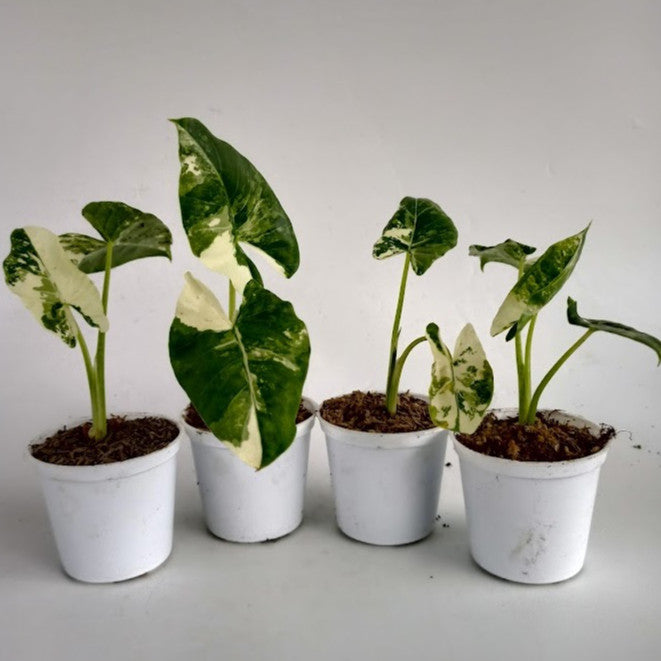 Alocasia Macrorrhizos ‘Variegated’: Thick Tropical Foliage with Striking White Patterns* Size S