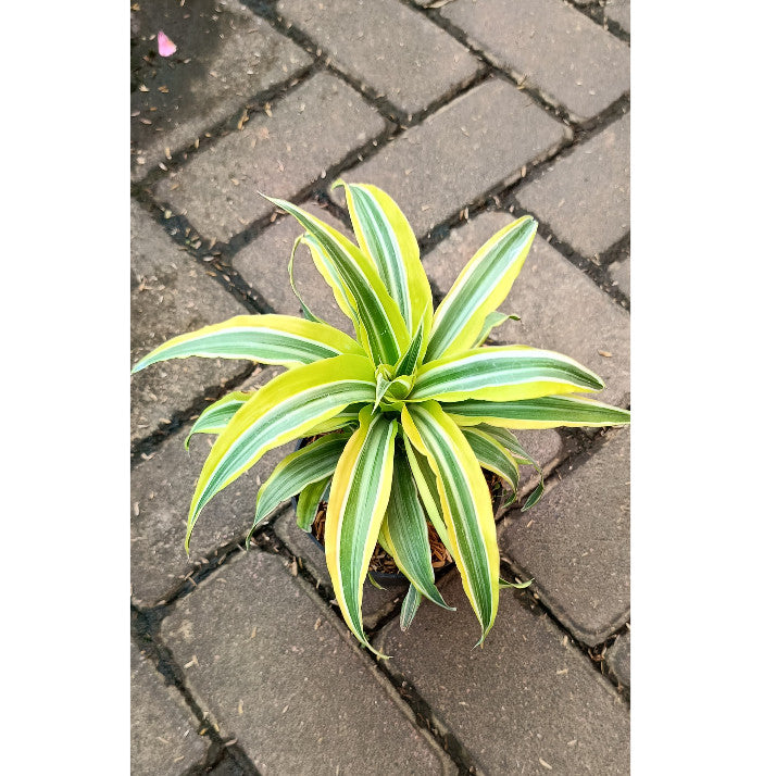 Dracaena Compacta Variegata – Easy Indoor Air Purifying Plant