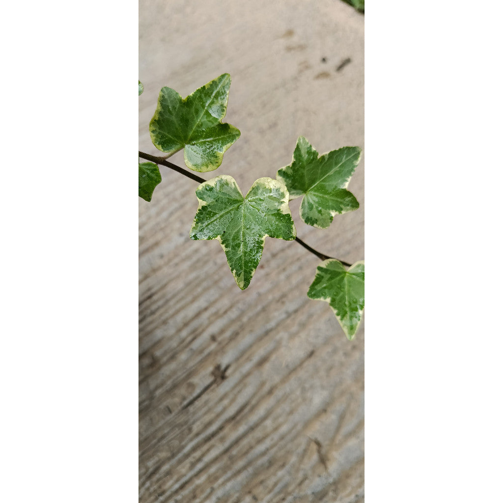 Glacier Ivy - Hedera helix 'Glacier' | Easy Indoor Plant