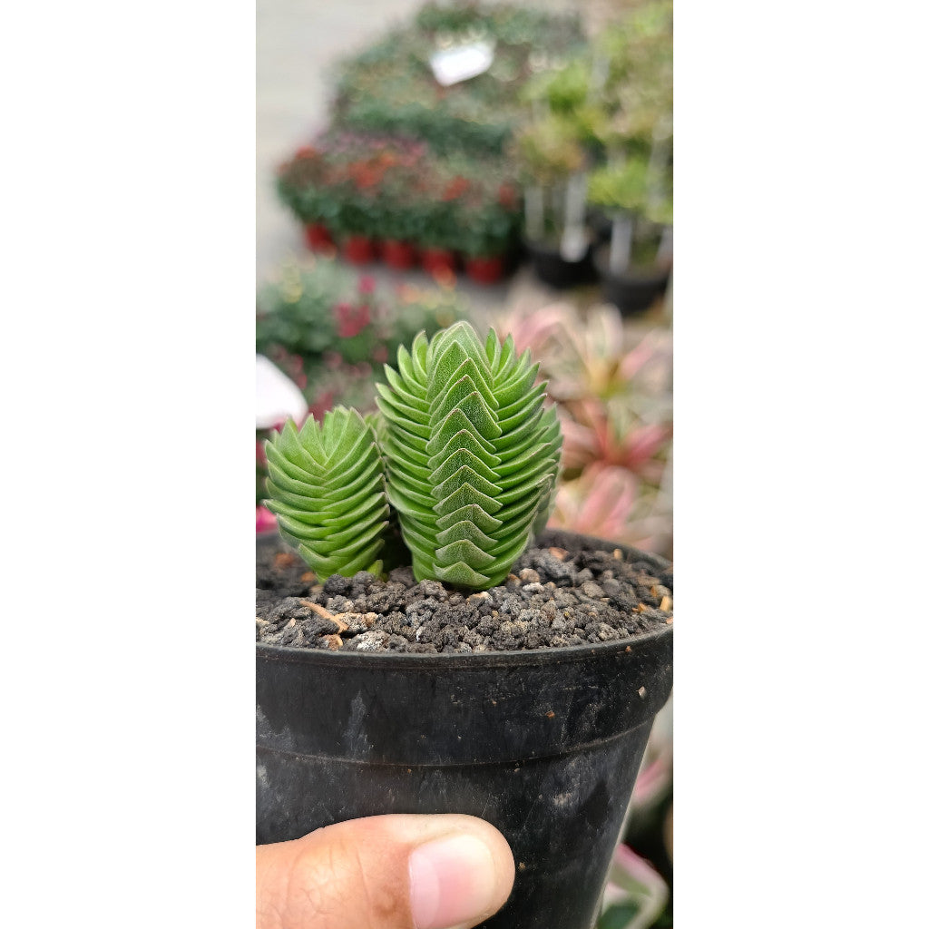 Buddha Temple Plant – Serene Addition for Your Home