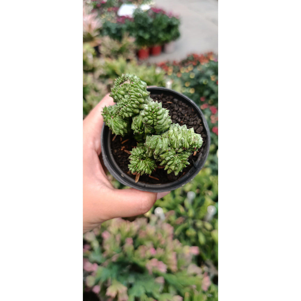 Euphorbia Enopla – Unique and Resilient Cactus-like Plant for Your Collection