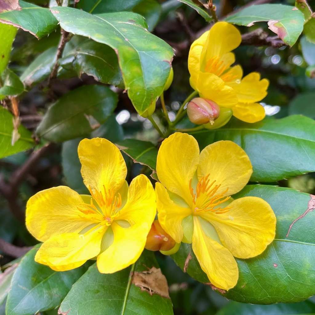Ochna Kirkii, Mickey Mouse Plant, Bird's Eye Bush