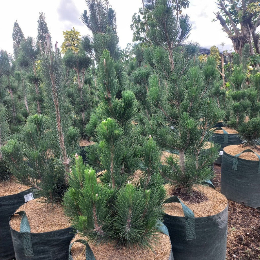 Japanese Black Pine (Pinus Thunbergii) 50-70cm