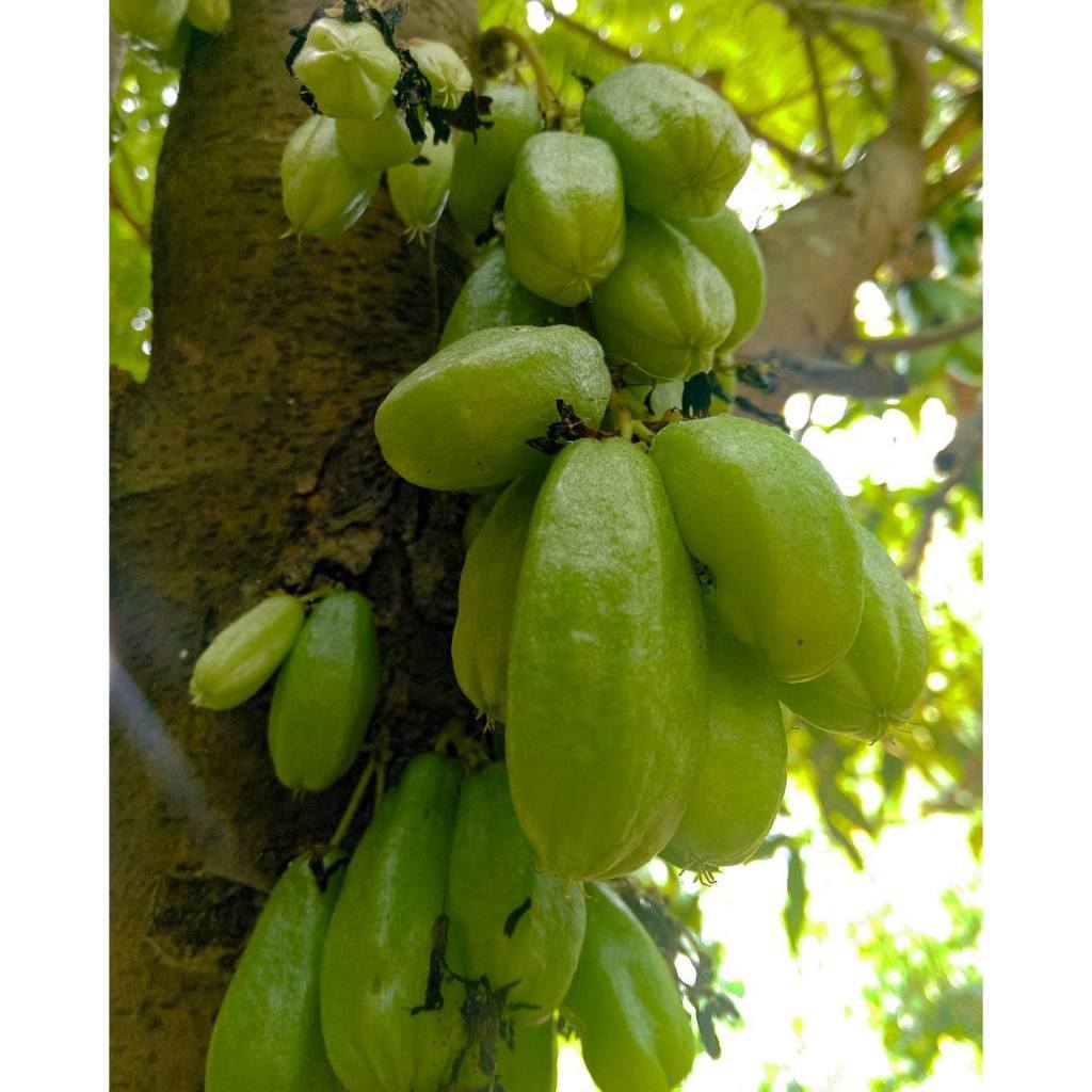 Averrhoa Bilimbi: Tropical Delight for Your Garden – Gardening Marvel!