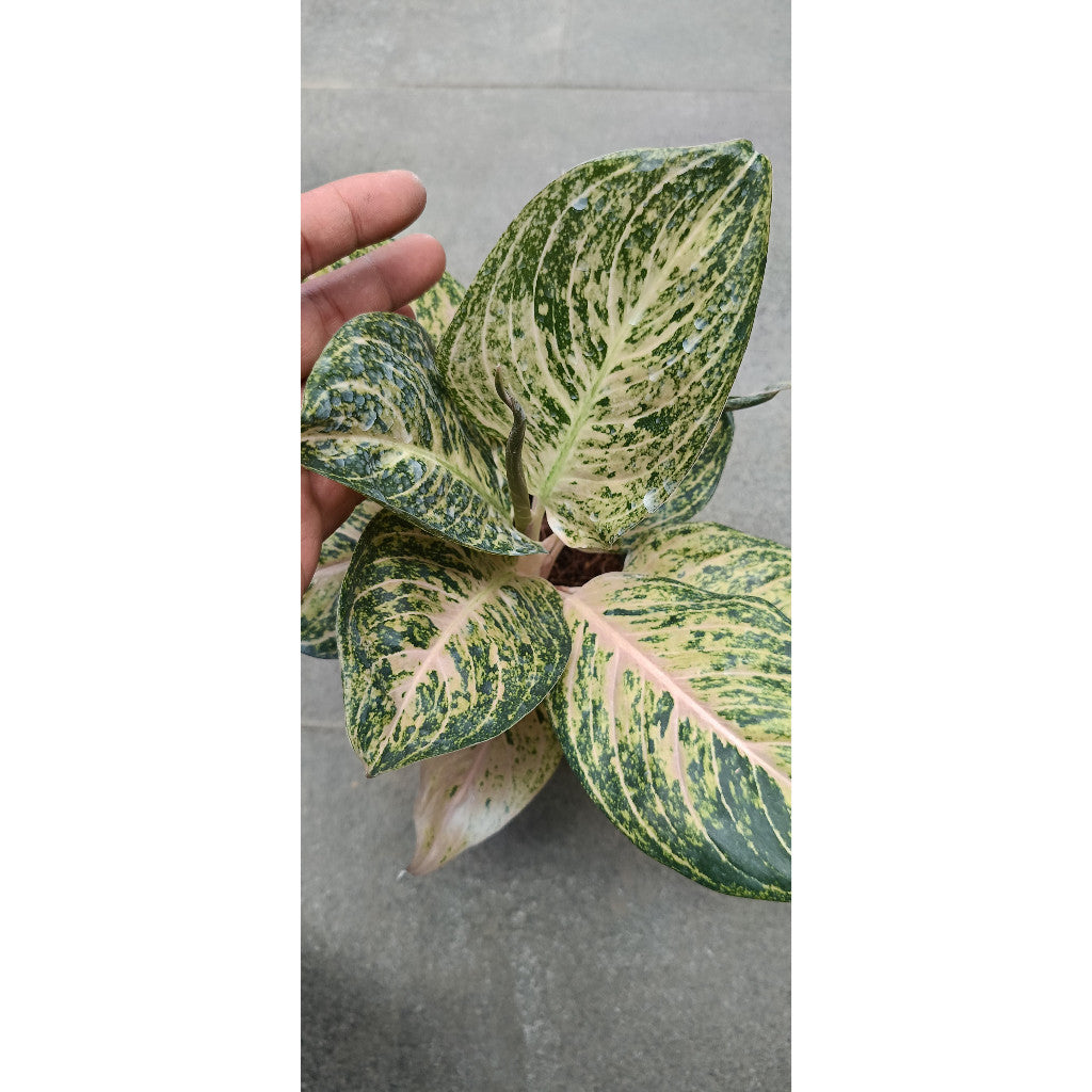 Aglaonema White Tiara - Beautiful Indoor Plant for Clean Air