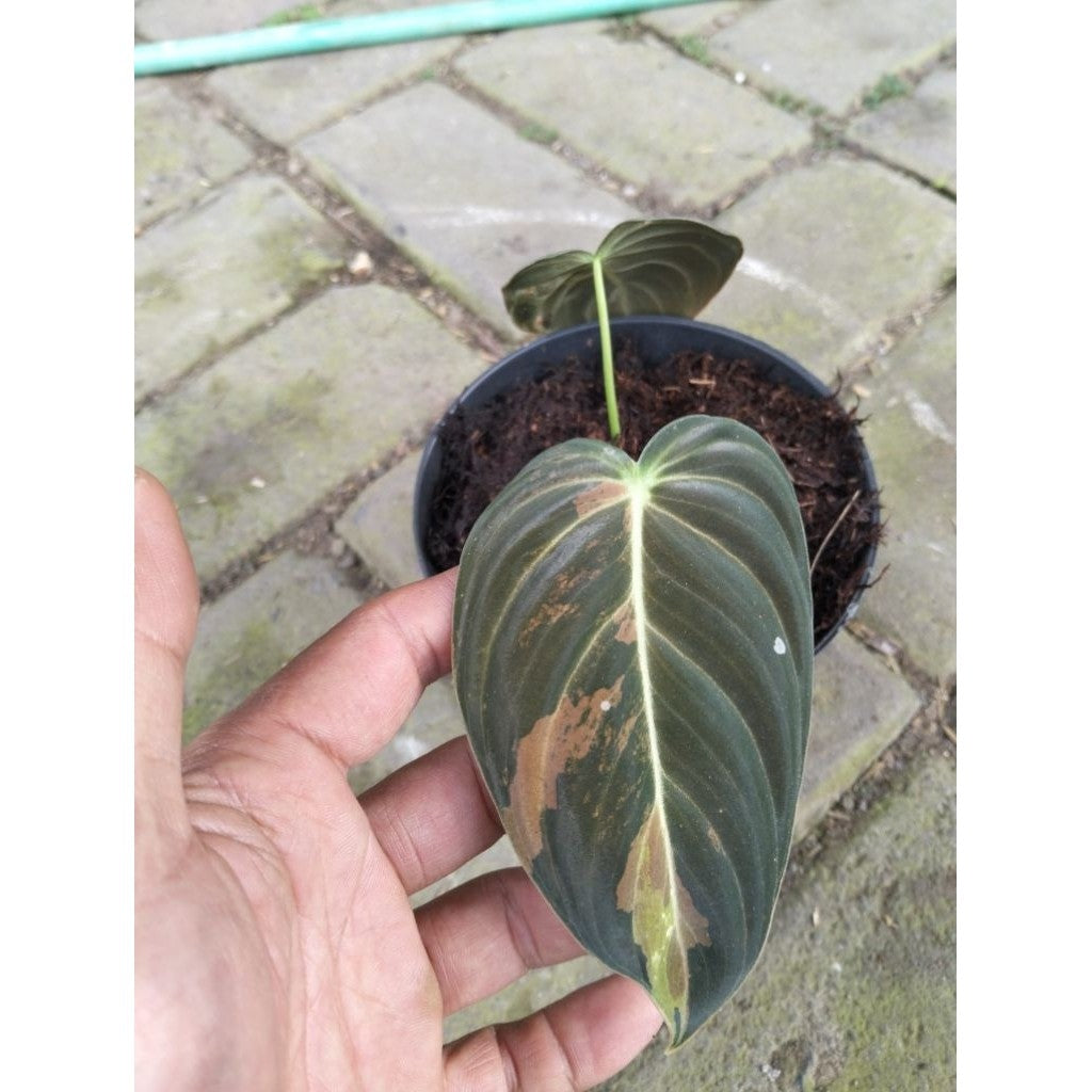 Philodendron Melanochrysum Variegated – Rare Velvet Leaf Plant | Elegant Indoor Foliage