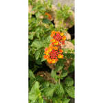 Lantana Plant - Lush and Colorful Blooms | Lantana camara