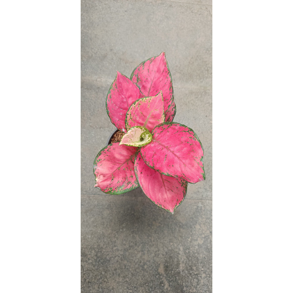 Aglaonema Red Caterina - Beautiful Indoor Plant for Home & Office