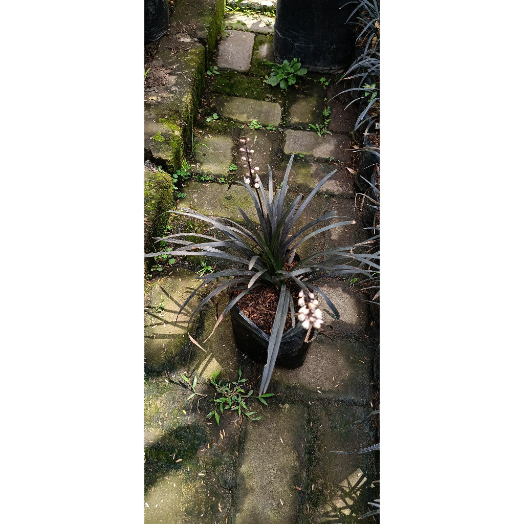 Black Mondo Grass (Ophiopogon planiscapus ‘Nigrescens’) - Stunning Ornamental Plant for Indoor & Outdoor Spaces