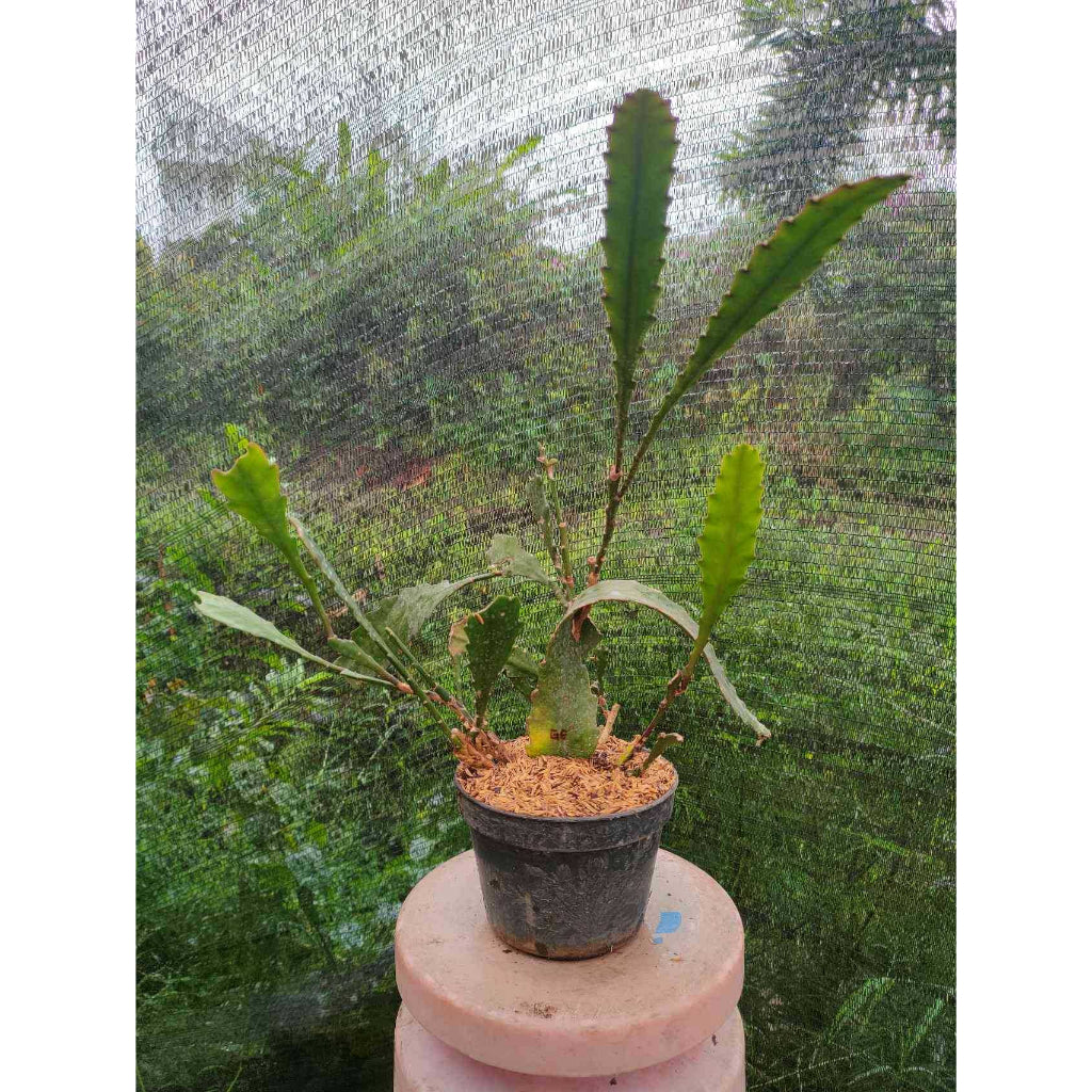 Sindo - Epiphyllum Queen Of The Night  A Mesmerizing Indoor Plant for Your Garden