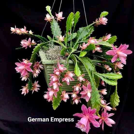 Sindo - Epiphyllum Queen Of The Night  A Mesmerizing Indoor Plant for Your Garden