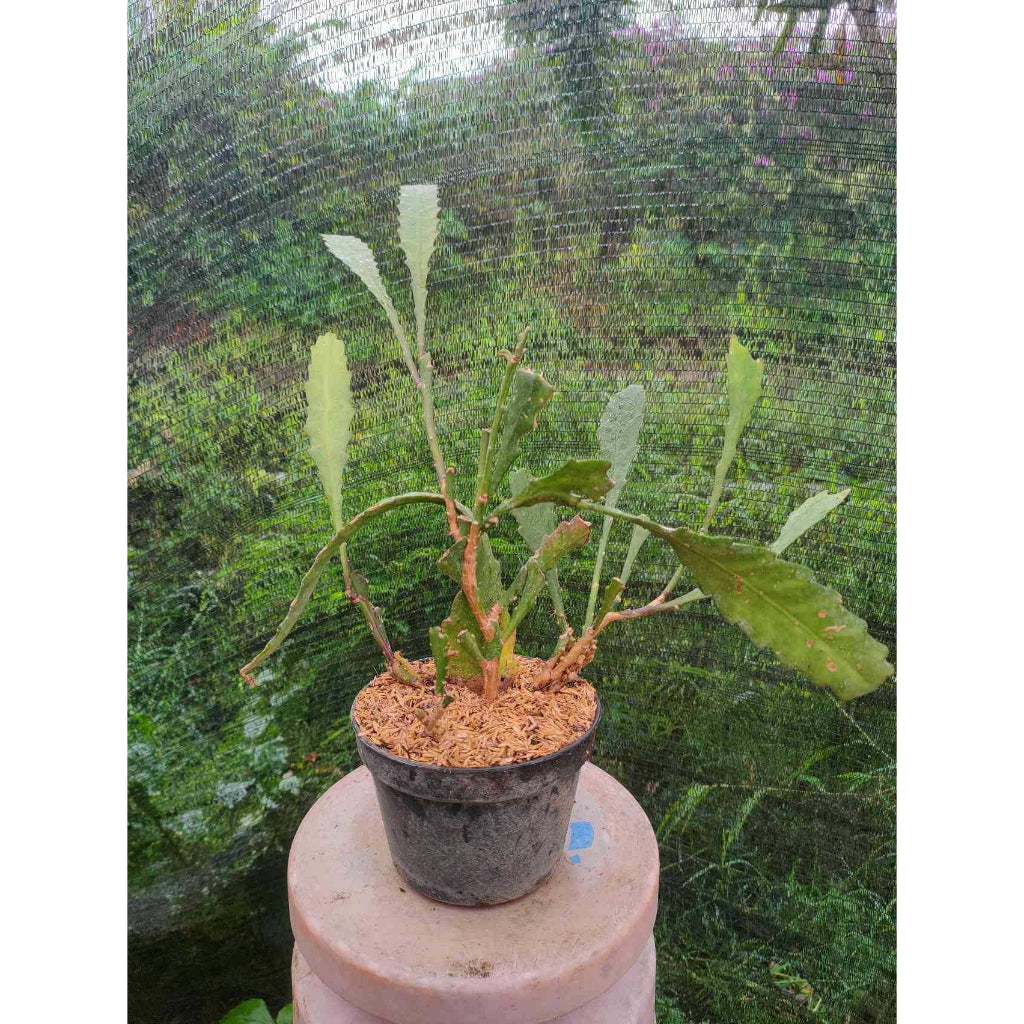 Sindo - Epiphyllum Queen Of The Night  A Mesmerizing Indoor Plant for Your Garden