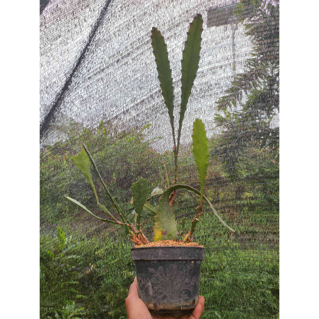 Sindo - Epiphyllum Queen Of The Night  A Mesmerizing Indoor Plant for Your Garden