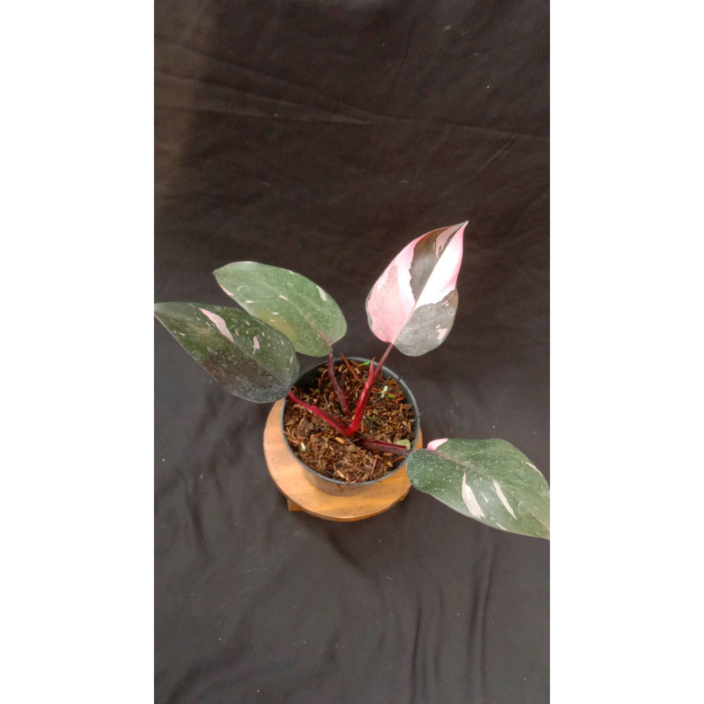 Sindo - Philodendron Pink Princess Marble  A Stunning Addition to Your Indoor Plant Collection