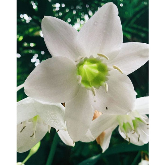 Sindo - Eucharis grandiflora  The Enchanting Beauty of Amazonian Lily