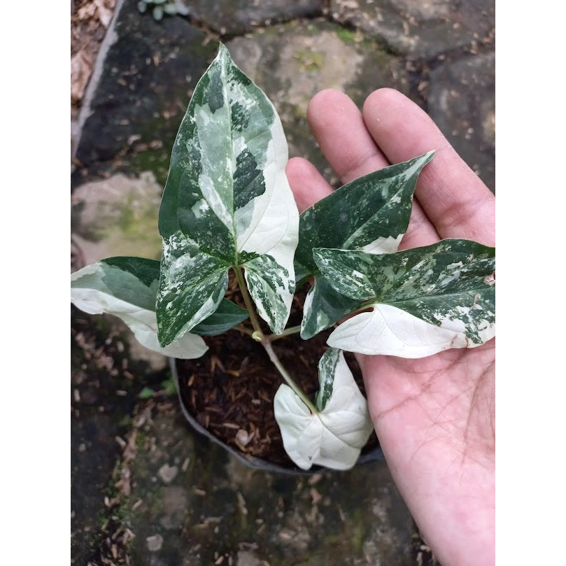 Sindo - Exquisite Elegance  Syngonium Emerald Gem - Enhance Your Garden with Grace