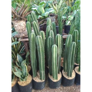 Sindo - Thornless Cactus Plant - Easy and Safe Gardening Delight ( bare rooted )