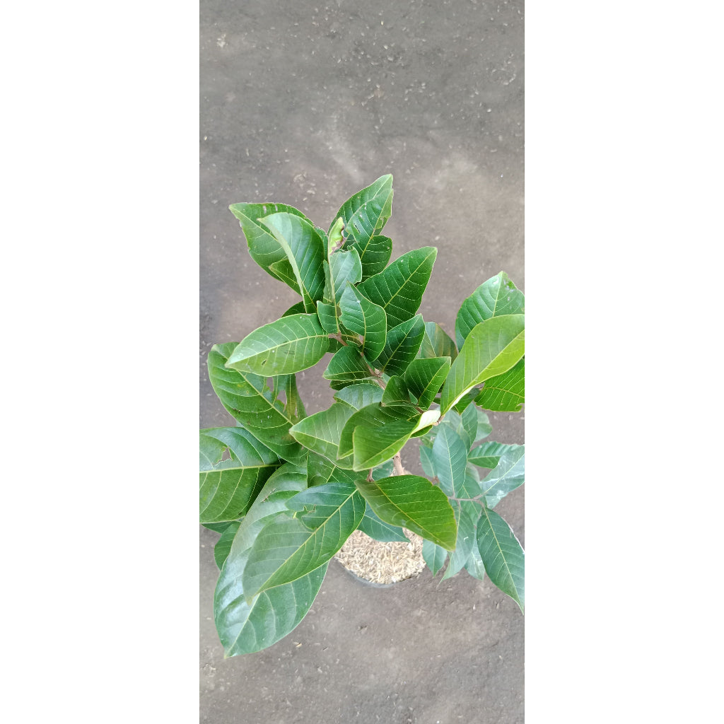 Sindo - Rambutan Aceh  Exotic Delight and Tropical Sweetness for Your Garden Paradise