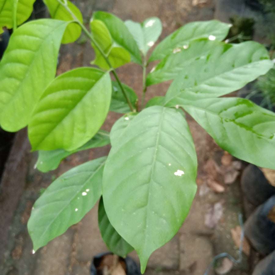 Sindo - Lansium domesticum   Experience the Delight of Lansium domesticum