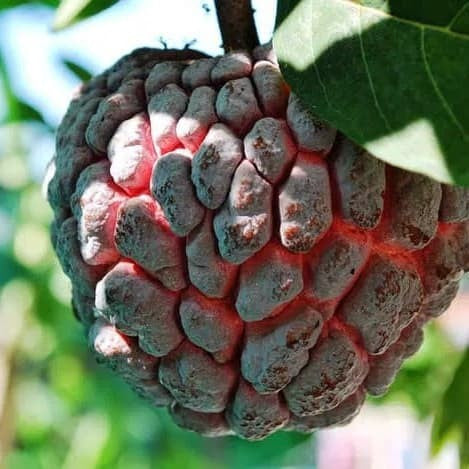 Sindo - Red Srikaya Plant  Unveiling the Rich Flavors and Vibrant Beauty of the Exotic Fruit Tree