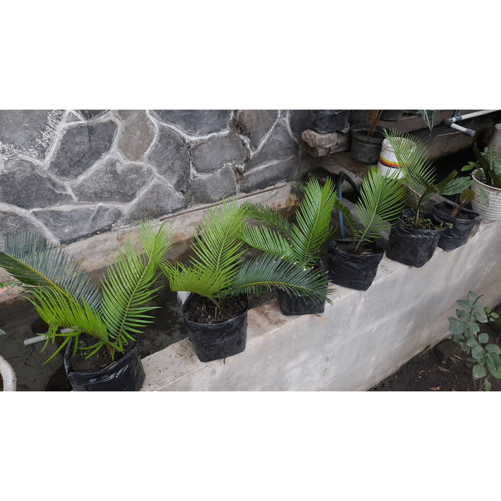 Sindo - Enhance Your Garden with Cycas  Majestic and Hardy Plant for Gardening Enthusiasts