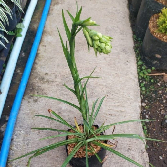 Sindo - Exquisite Fragrance and Elegance  Discover the Beauty of Polianthes Tuberosa