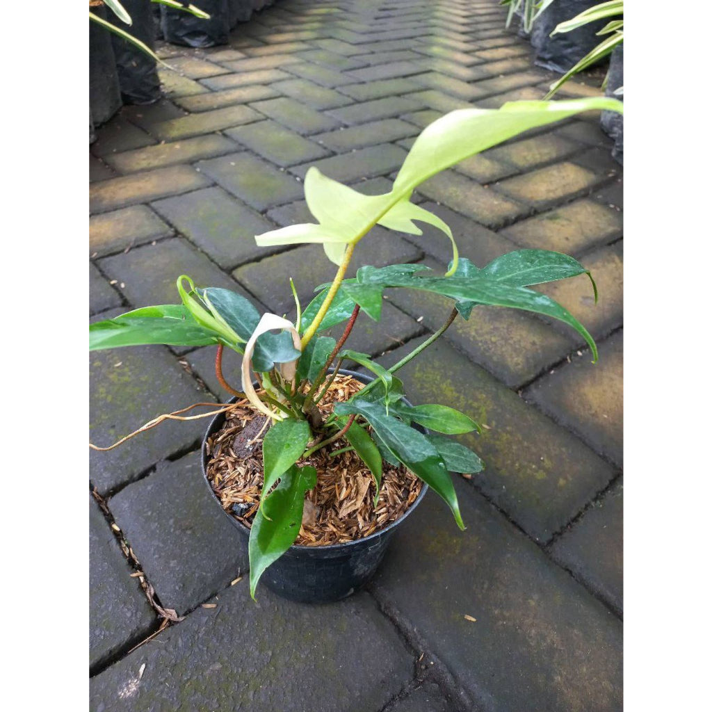 Sindo - Philodendron Florida Ghost  A Stunning Indoor Plant for Your Gardening Oasis