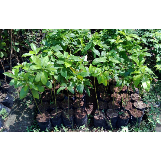 Sindo - Avocado Delights  Grafted Persea Americana Varieties for Your Garden