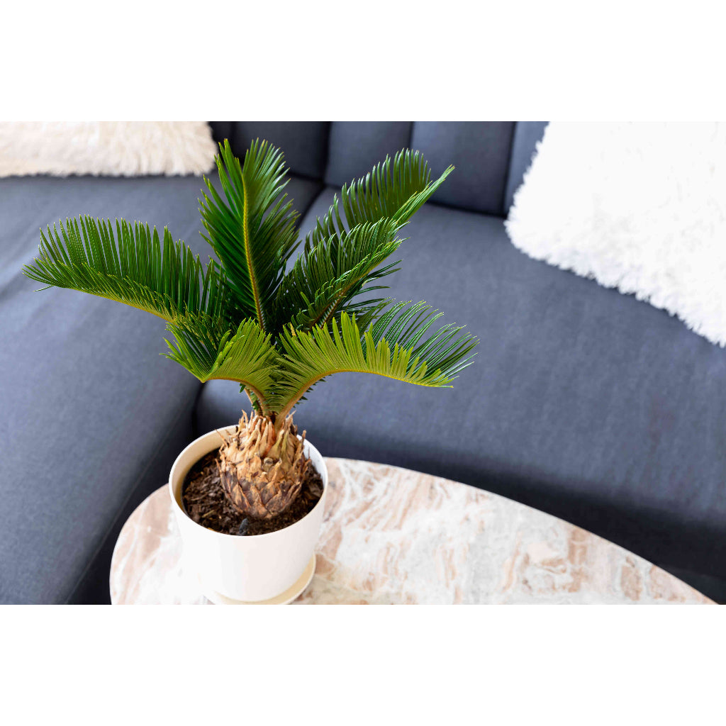 Sindo - Enhance Your Garden with Cycas  Majestic and Hardy Plant for Gardening Enthusiasts