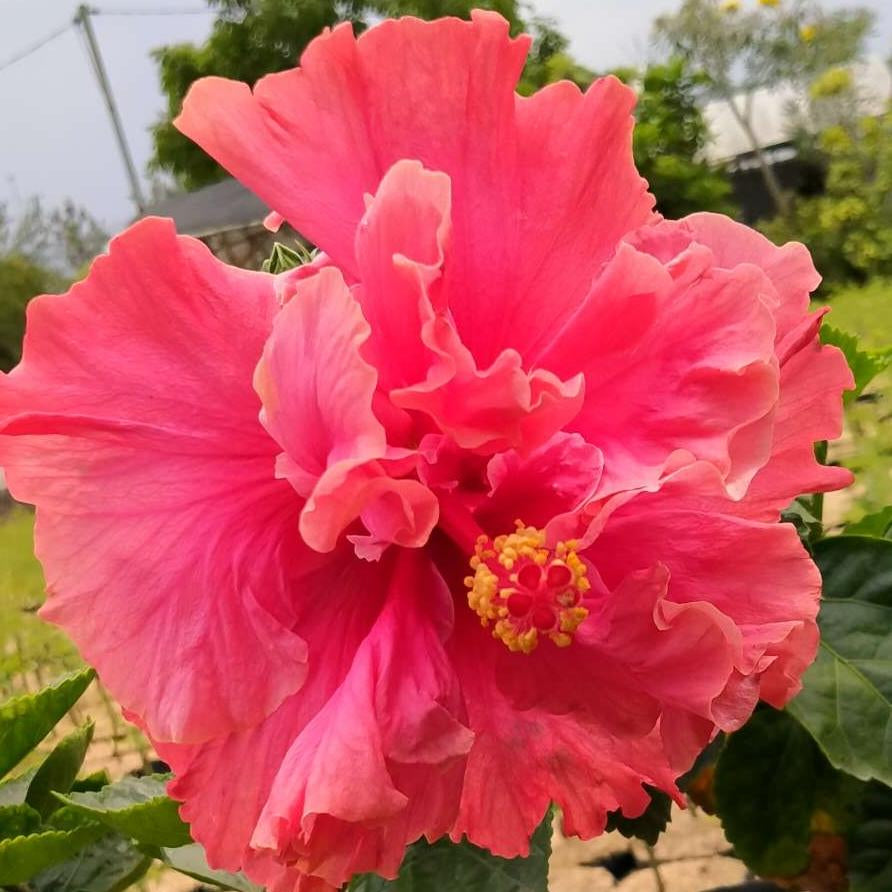 Sindo - Hibiscus rosa-sinensis L  aptivating Beauty and Vibrant Blooms for Your Garden